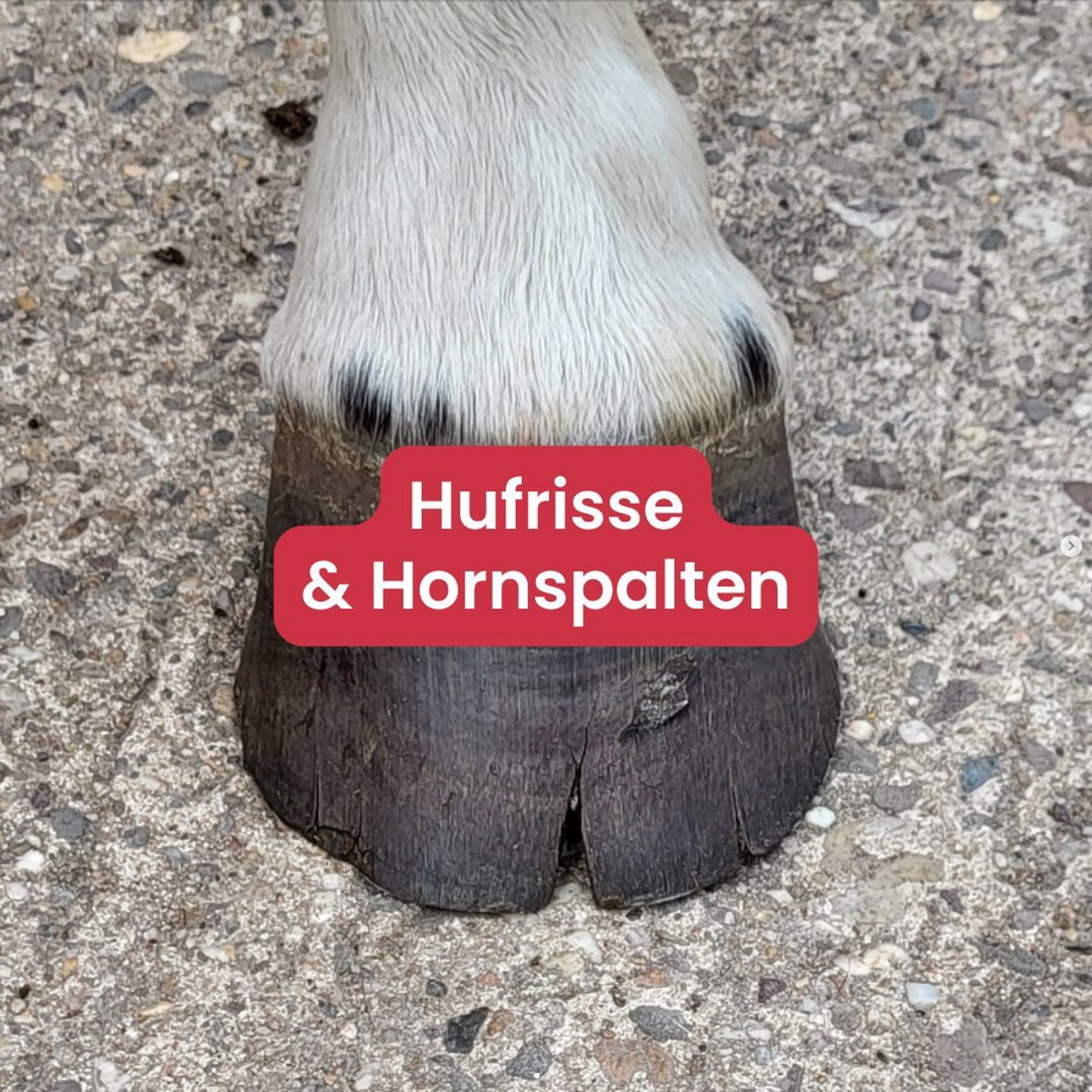Hornspalt