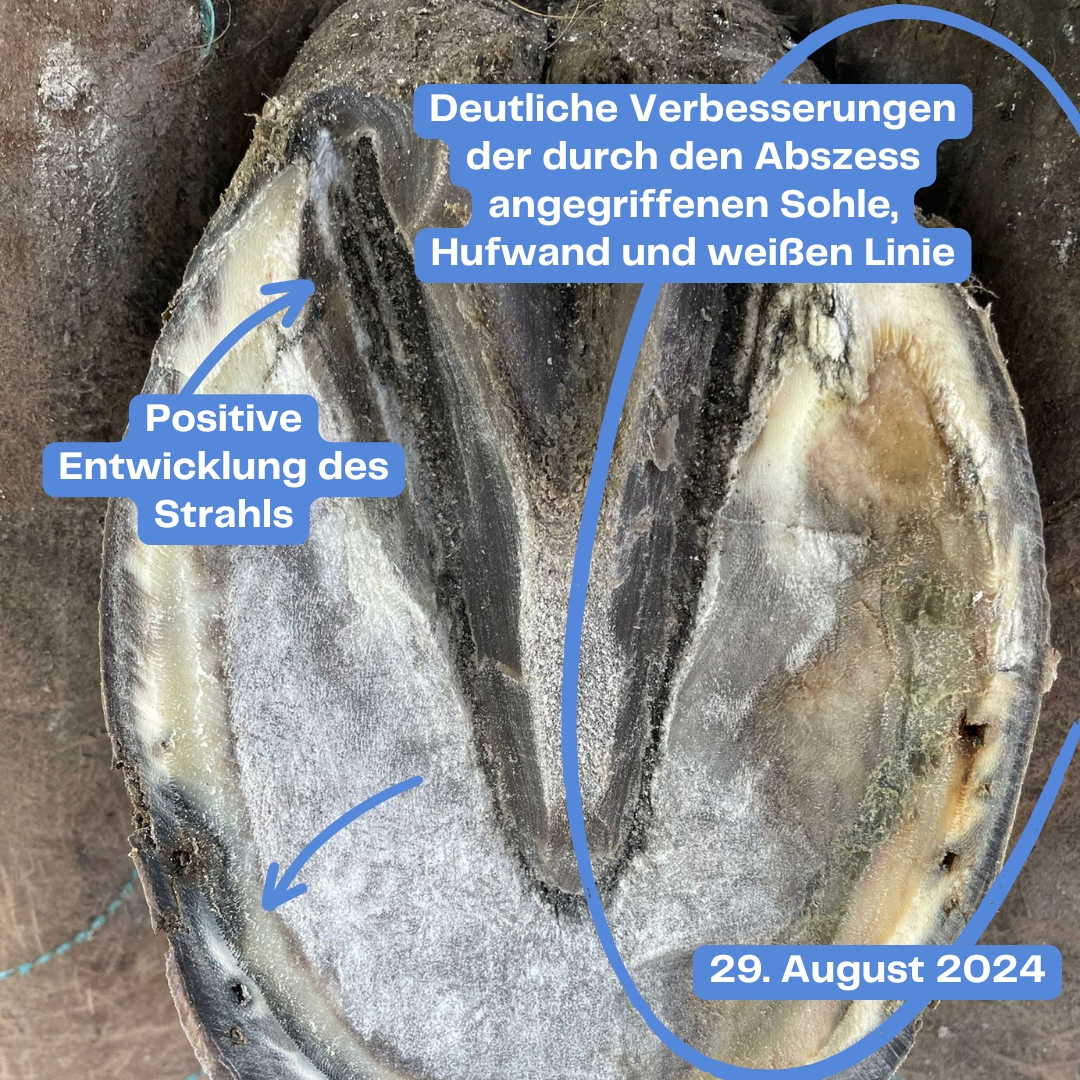 Hufgeschwuerafter
