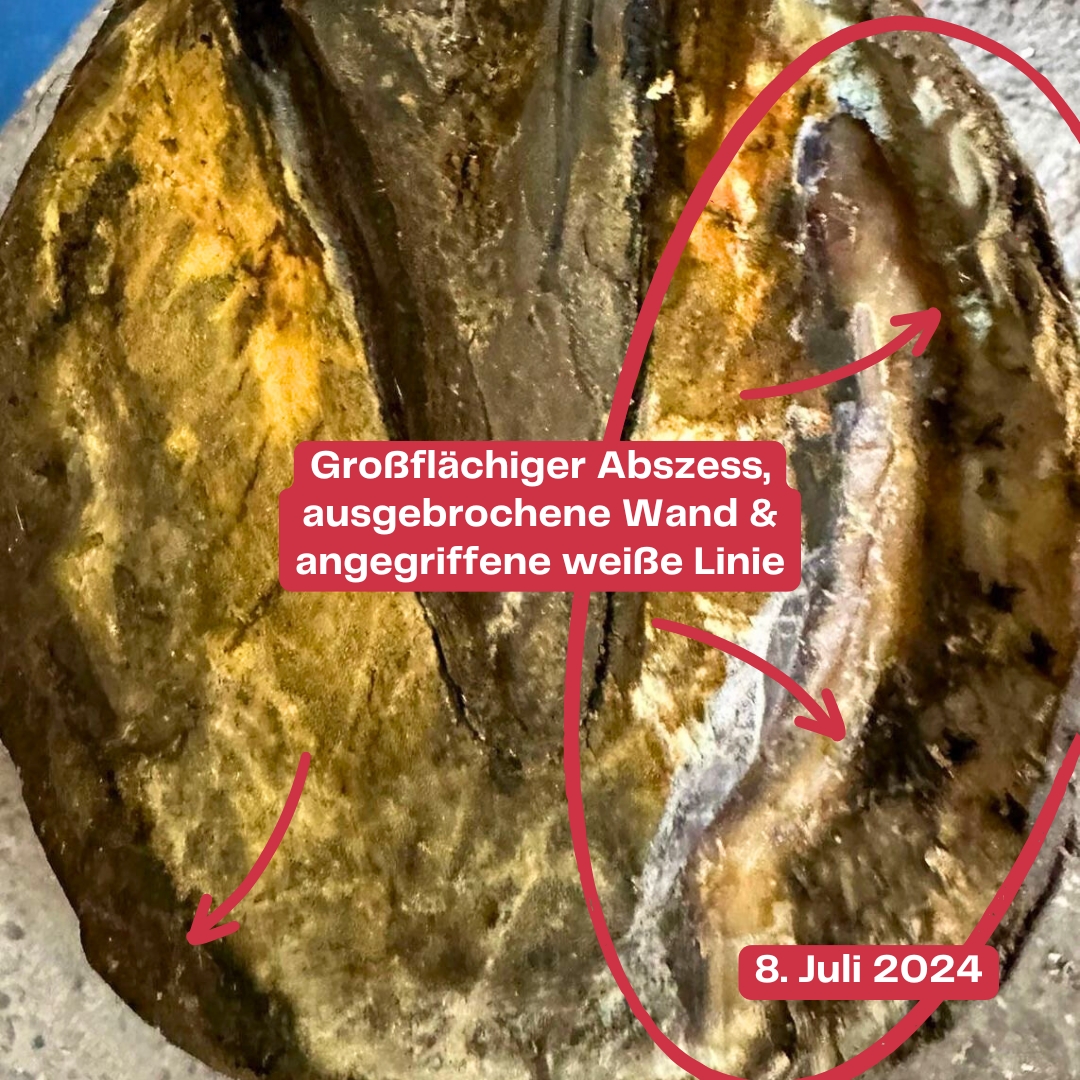 Hugeschwuer